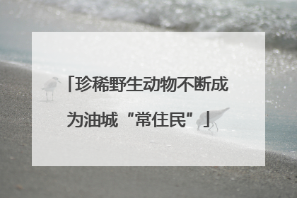 珍稀野生动物不断成为油城“常住民”