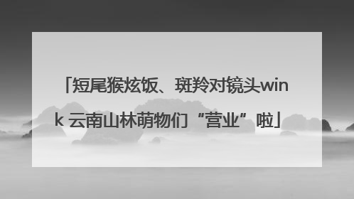 短尾猴炫饭、斑羚对镜头wink 云南山林萌物们“营业”啦