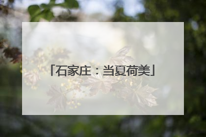 石家庄：当夏荷美