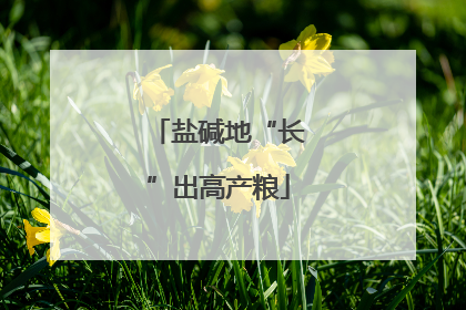 盐碱地“长”出高产粮