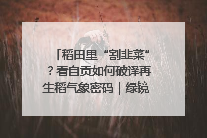 稻田里“割韭菜”？看自贡如何破译再生稻气象密码｜绿镜头·发现中国
