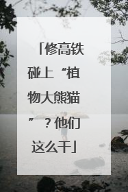 修高铁碰上“植物大熊猫”？他们这么干