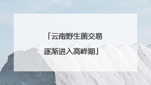 云南野生菌交易逐渐进入高峰期