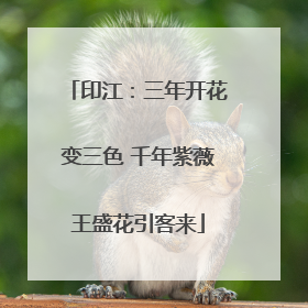 印江：三年开花变三色 千年紫薇王盛花引客来