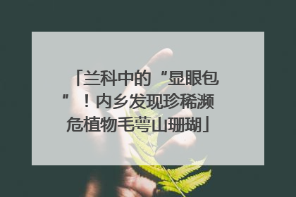 兰科中的“显眼包”！内乡发现珍稀濒危植物毛萼山珊瑚