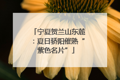 宁夏贺兰山东麓：夏日骄阳催熟“紫色名片”