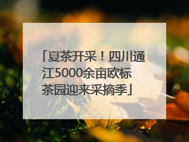 夏茶开采！四川通江5000余亩欧标茶园迎来采摘季