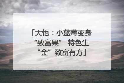 大悟：小蓝莓变身“致富果” 特色生“金”致富有方