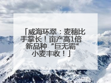 威海环翠：麦穗比手掌长！亩产高1倍 新品种“巨无霸”小麦丰收！