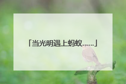 当光明遇上蚂蚁……