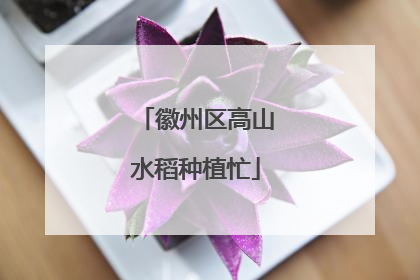 徽州区高山水稻种植忙