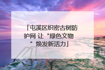屯溪区织密古树防护网 让“绿色文物”焕发新活力