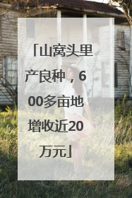 山窝头里产良种，600多亩地增收近20万元