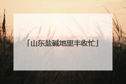 山东盐碱地里丰收忙