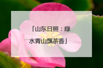 山东日照：绿水青山飘茶香