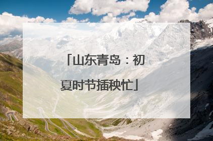 山东青岛：初夏时节插秧忙