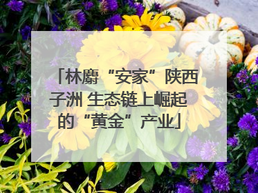 林麝“安家”陕西子洲 生态链上崛起的“黄金”产业