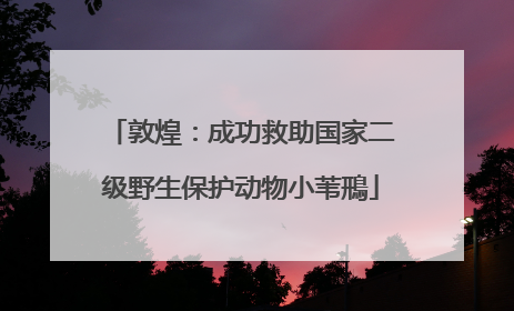 敦煌：成功救助国家二级野生保护动物小苇鳽