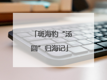 斑海豹“汤圆”归海记