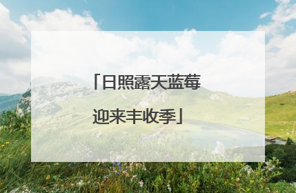 日照露天蓝莓迎来丰收季