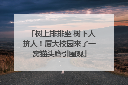 树上排排坐 树下人挤人！厦大校园来了一窝猫头鹰引围观