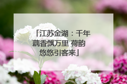 江苏金湖：千年藕香飘万里 荷韵悠悠引客来