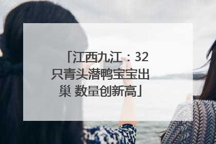 江西九江：32只青头潜鸭宝宝出巢 数量创新高