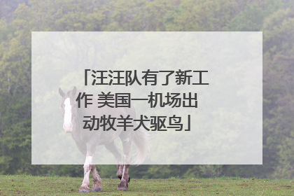 汪汪队有了新工作 美国一机场出动牧羊犬驱鸟