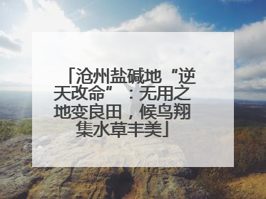 沧州盐碱地“逆天改命”：无用之地变良田，候鸟翔集水草丰美