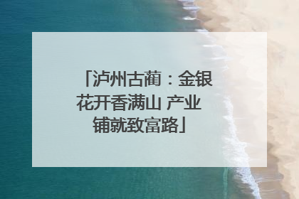 泸州古蔺：金银花开香满山 产业铺就致富路