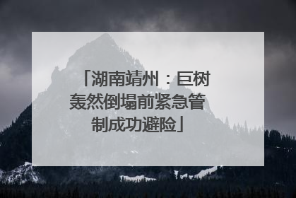 湖南靖州：巨树轰然倒塌前紧急管制成功避险
