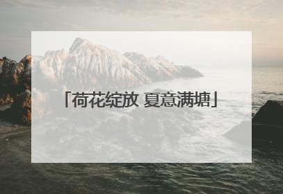 荷花绽放 夏意满塘