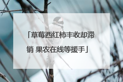 草莓西红柿丰收却滞销 果农在线等援手