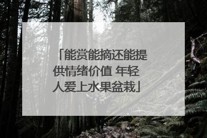 能赏能摘还能提供情绪价值 年轻人爱上水果盆栽