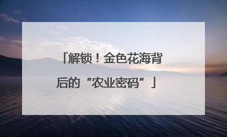 解锁！金色花海背后的“农业密码”