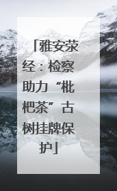 雅安荥经：检察助力“枇杷茶”古树挂牌保护