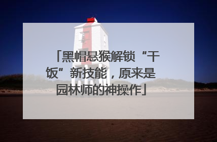 黑帽悬猴解锁“干饭”新技能，原来是园林师的神操作