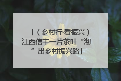 （乡村行·看振兴）江西信丰一片茶叶“沏”出乡村振兴路
